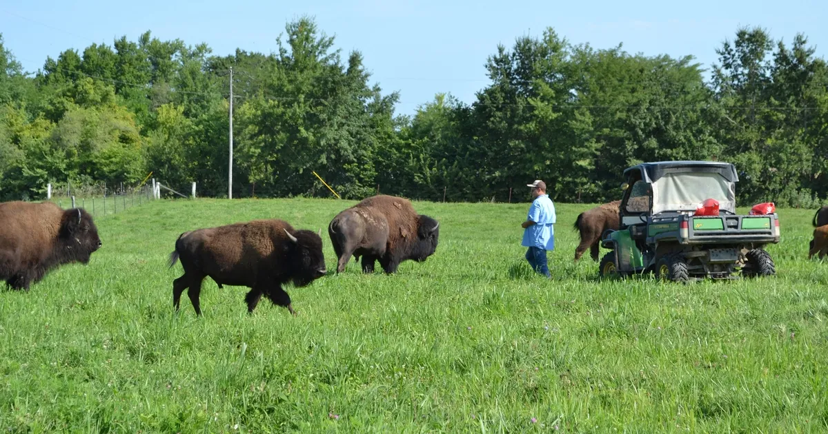 Bison Farming Practices