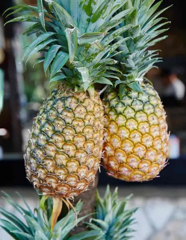 Select the Perfect Pineapple