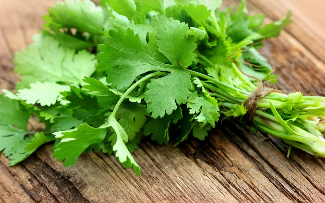 Fresh Cilantro for BBQ Chicken Pizza with Red Onions